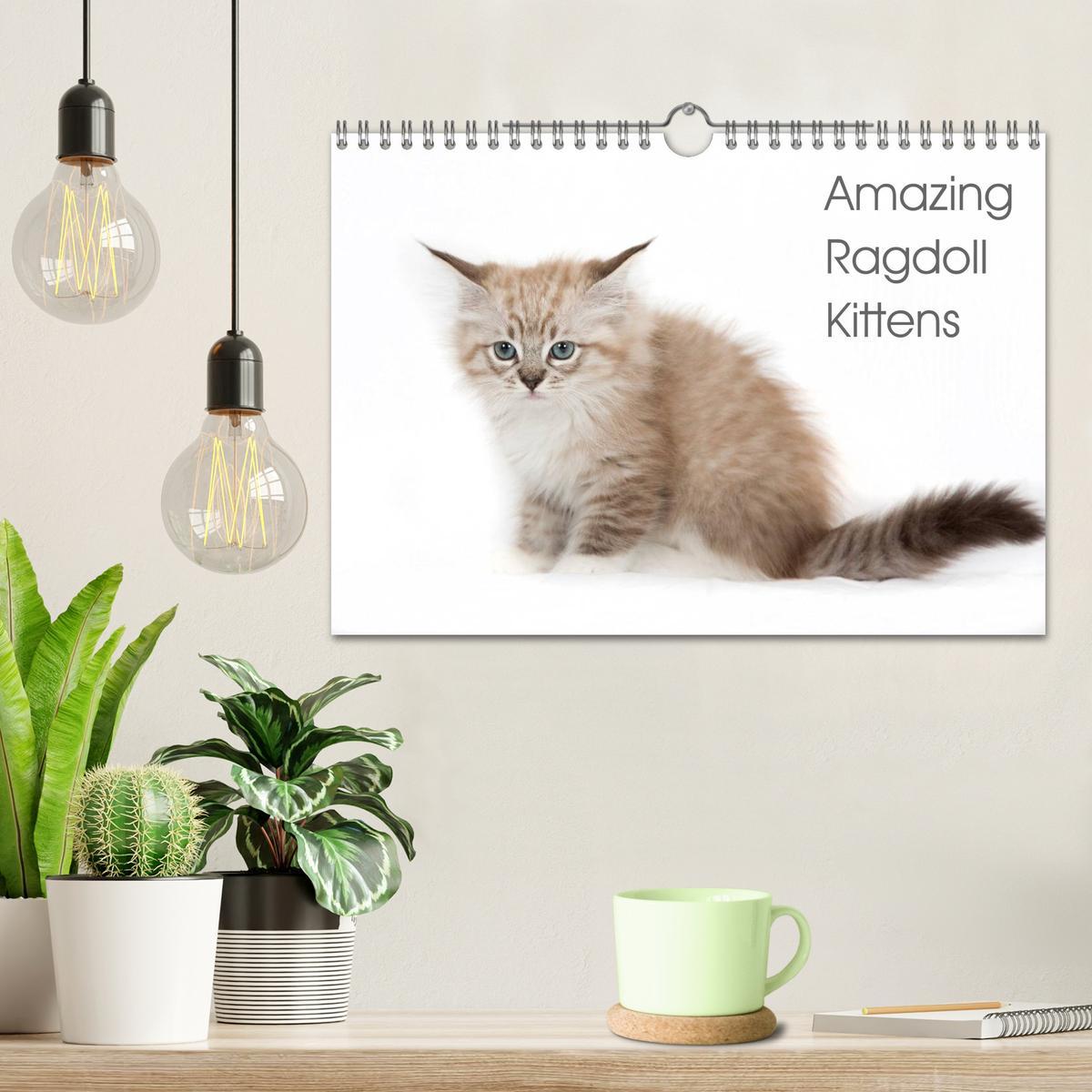 Bild: 9781325962532 | Amazing Ragdoll Kittens (Wall Calendar 2025 DIN A4 landscape),...