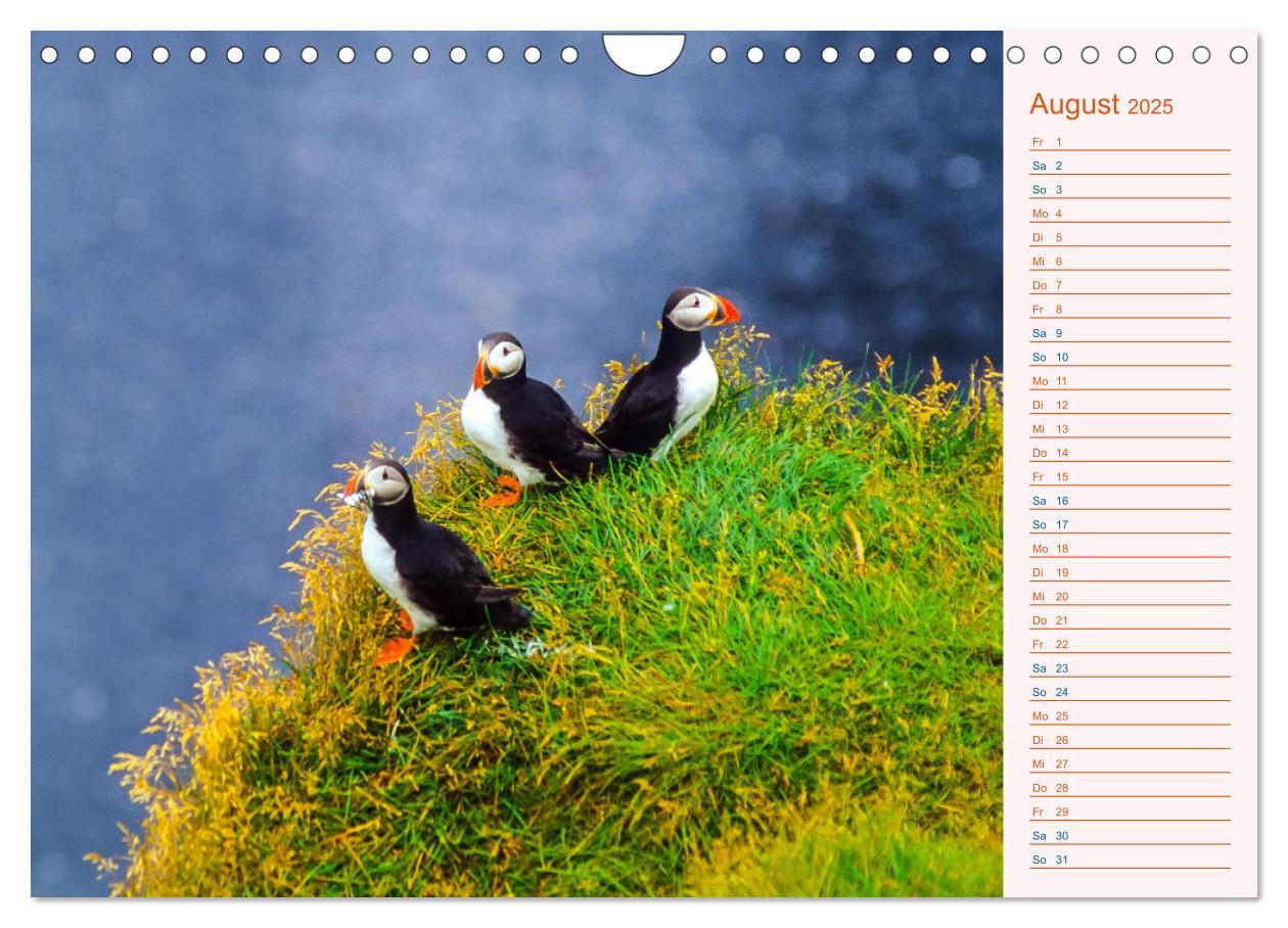 Bild: 9783435064489 | Papageitaucher auf Island (Wandkalender 2025 DIN A4 quer), CALVENDO...