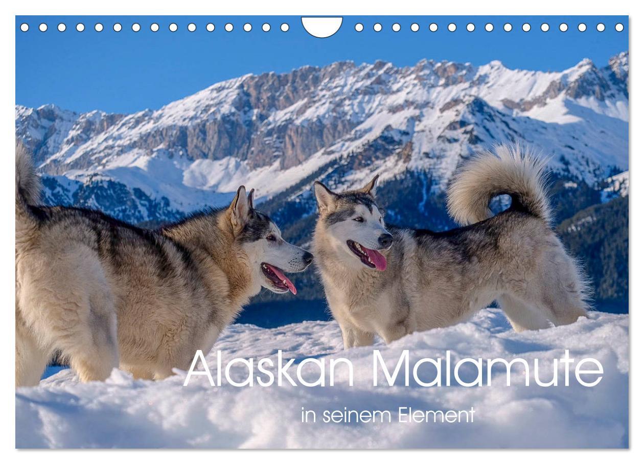 Cover: 9783435214730 | Alaskan Malamute in seinem Element (Wandkalender 2025 DIN A4 quer),...