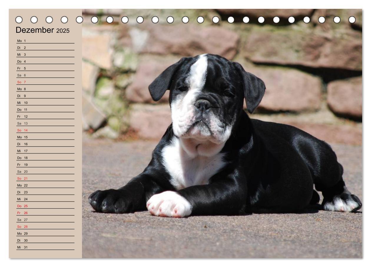 Bild: 9783435533602 | Bulldoggen-Kinder (Tischkalender 2025 DIN A5 quer), CALVENDO...