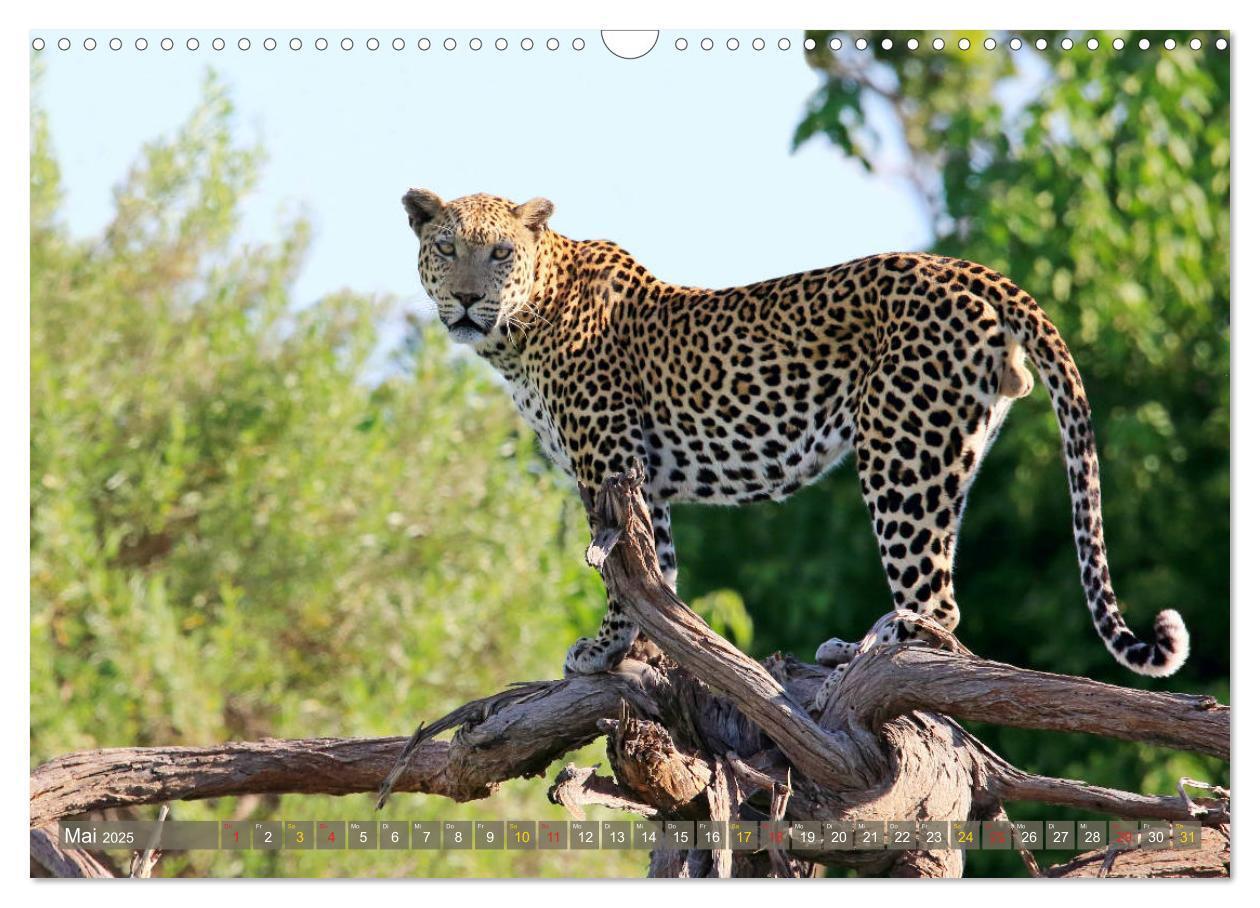 Bild: 9783435598656 | Löwen und Leoparden - Begegnungen in Afrika (Wandkalender 2025 DIN...