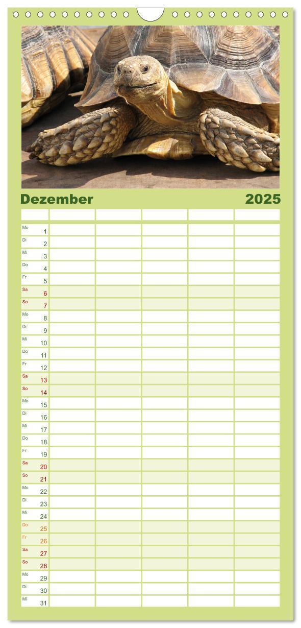 Bild: 9783457122938 | Familienplaner 2025 - Landschildkröten mit 5 Spalten (Wandkalender,...