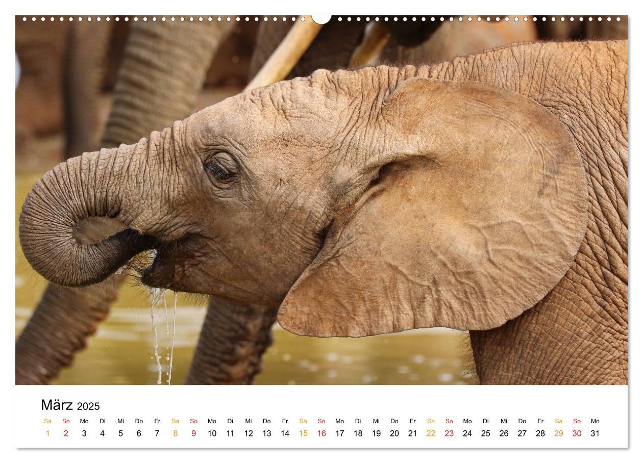 Bild: 9783435228355 | ADDO ELEPHANT NATIONAL PARK Elefanten Babies (Wandkalender 2025 DIN...