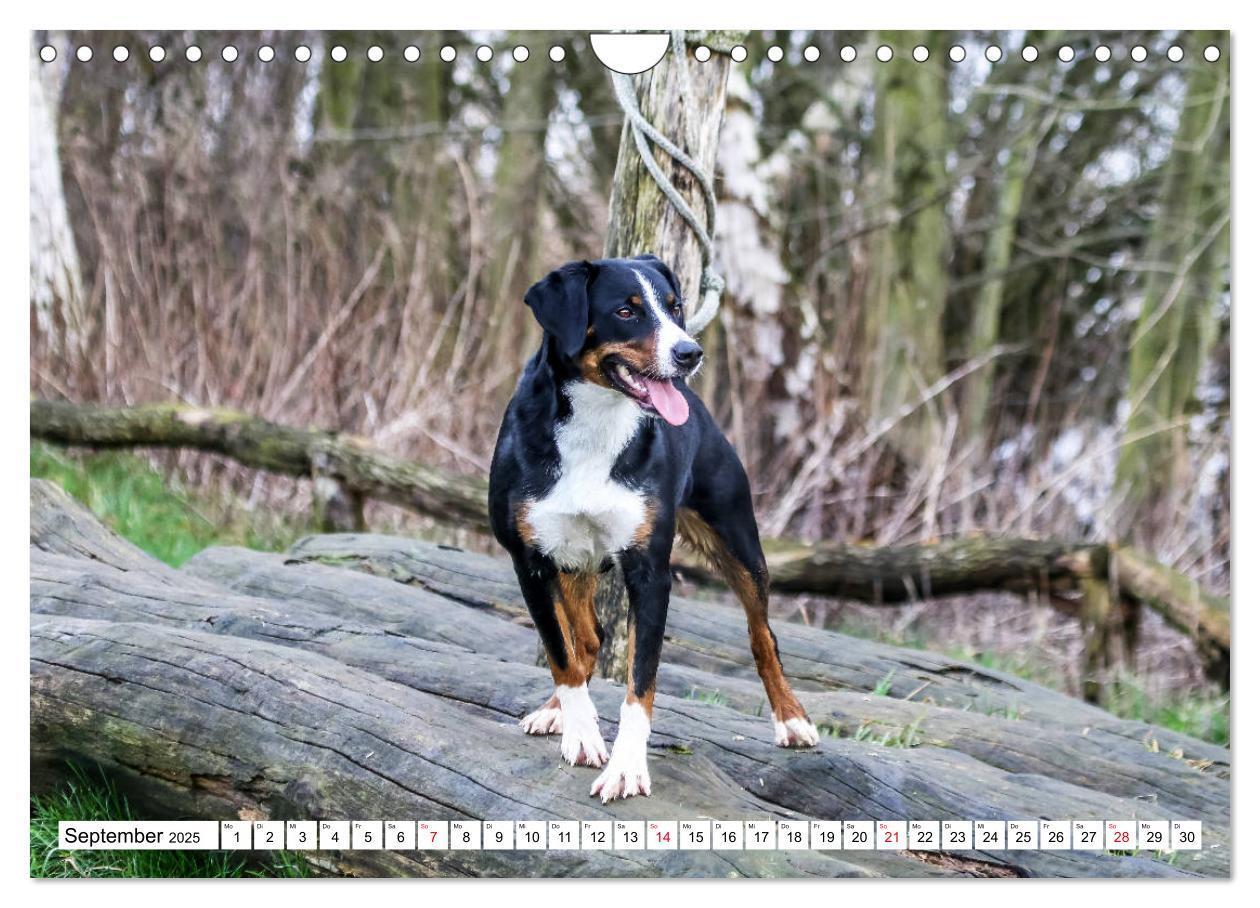 Bild: 9783435332915 | Appenzeller Sennenhunde (Wandkalender 2025 DIN A4 quer), CALVENDO...