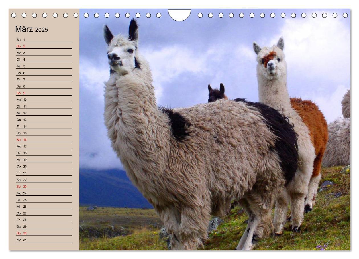 Bild: 9783435547036 | Alpakas und Lamas (Wandkalender 2025 DIN A4 quer), CALVENDO...