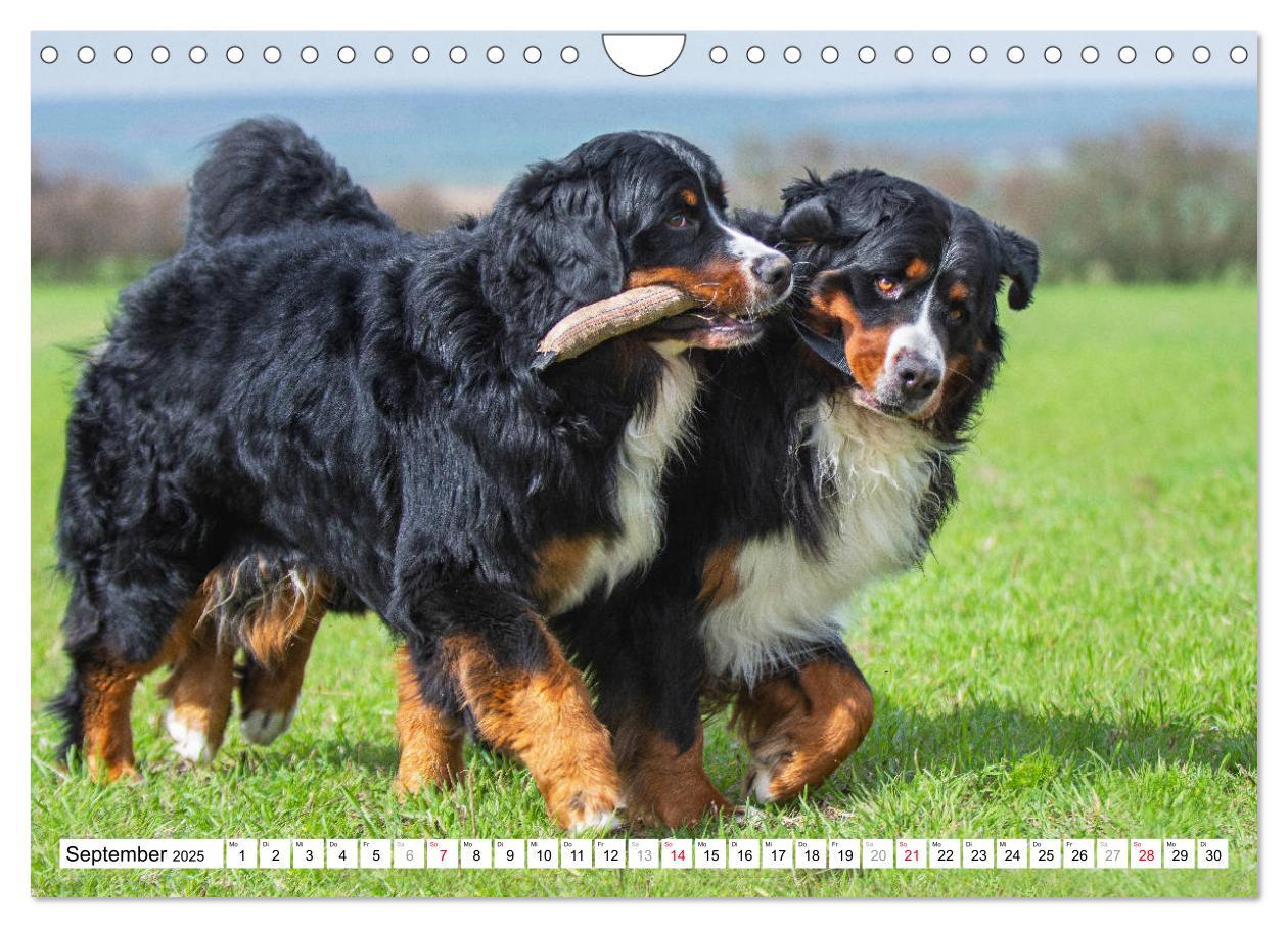 Bild: 9783435315727 | Ein Herz auf 4 Pfoten - Berner Sennenhund (Wandkalender 2025 DIN A4...