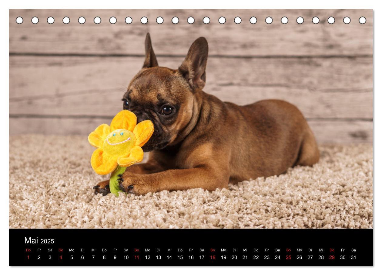 Bild: 9783435298372 | French Bulldog aktiv, verspielt, sportlich (Tischkalender 2025 DIN...