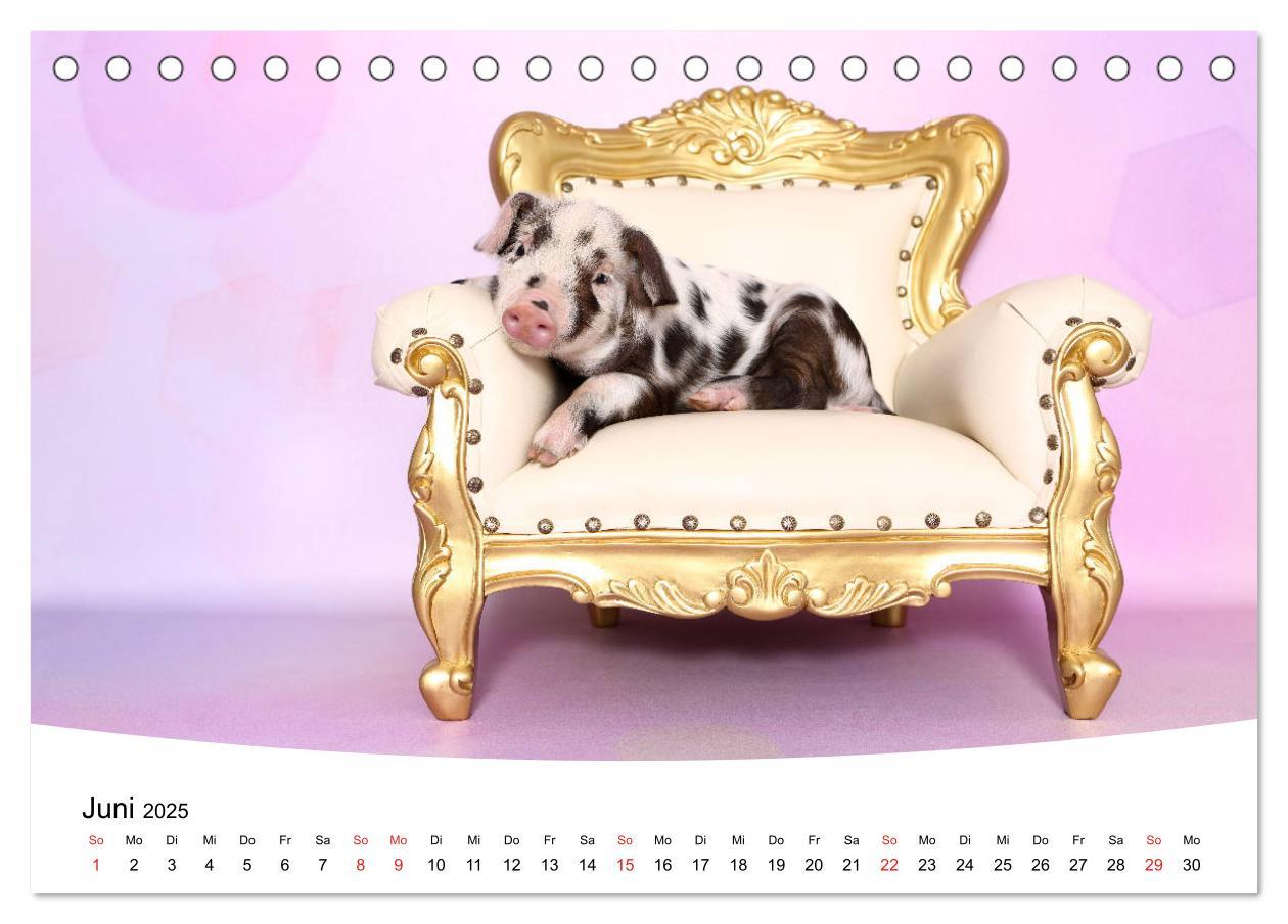 Bild: 9783435332663 | Niedliche Ferkel lovely piglets 2025 (Tischkalender 2025 DIN A5...