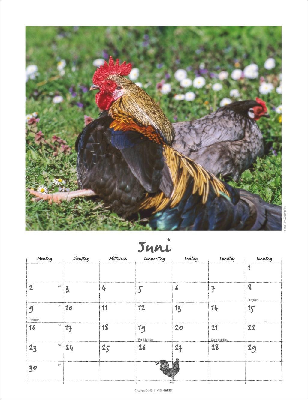 Bild: 9783839900475 | Der Hühnerkalender 2025 | Kalender | Spiralbindung | 14 S. | Deutsch