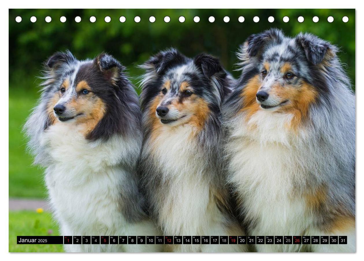 Bild: 9783435568758 | Traumhund Sheltie (Tischkalender 2025 DIN A5 quer), CALVENDO...