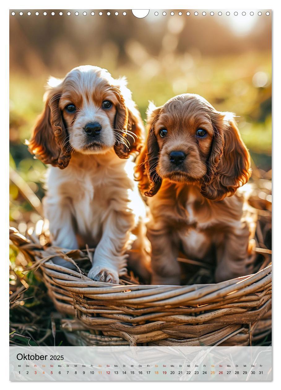 Bild: 9783383765421 | Cocker Spaniel - ein Hund für die Familie (Wandkalender 2025 DIN A3...