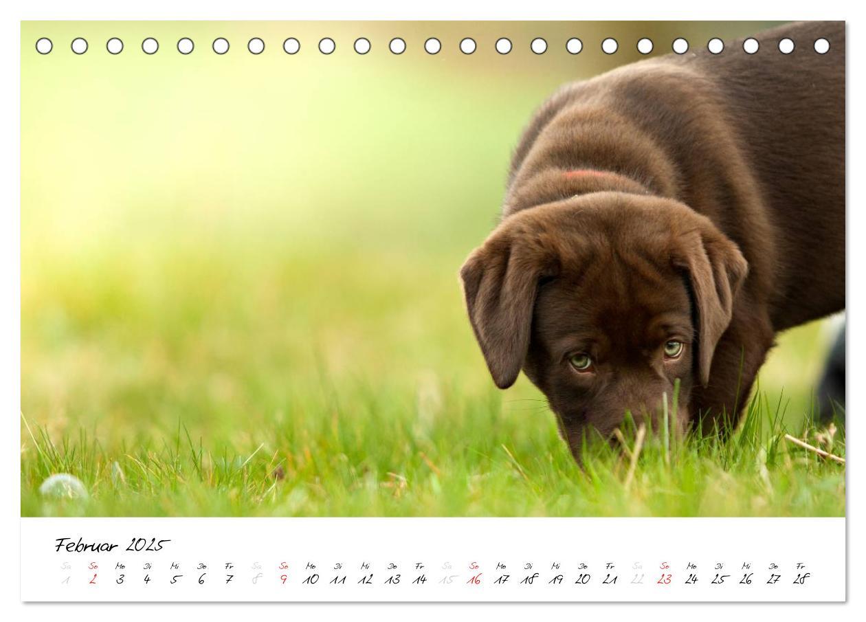 Bild: 9783435714353 | Labrador Welpe - Seelenhund (Tischkalender 2025 DIN A5 quer),...