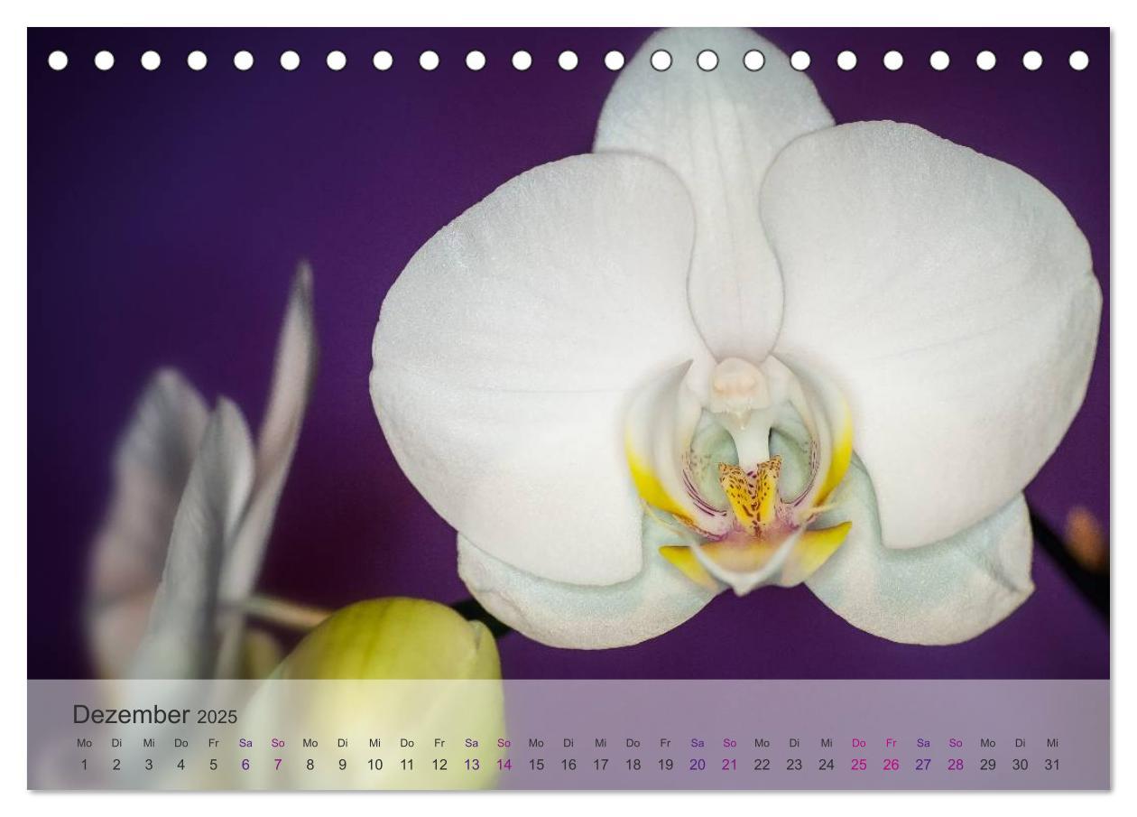 Bild: 9783435688425 | Phalaenopsis - die zauberhafte Welt der Orchideen (Tischkalender...