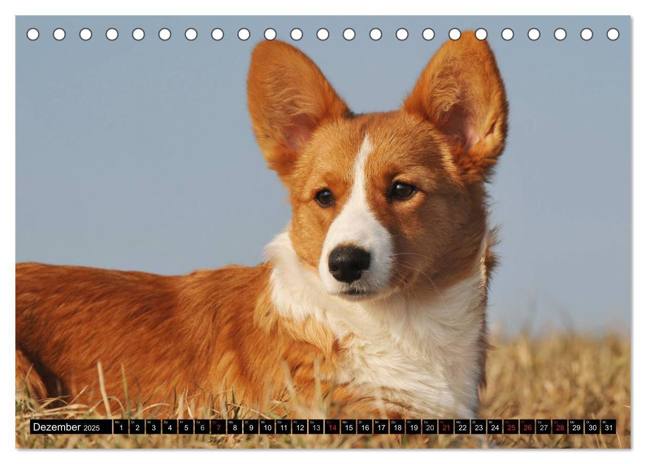 Bild: 9783435669868 | Welsh Corgi - Kobold auf 4 Pfoten (Tischkalender 2025 DIN A5 quer),...