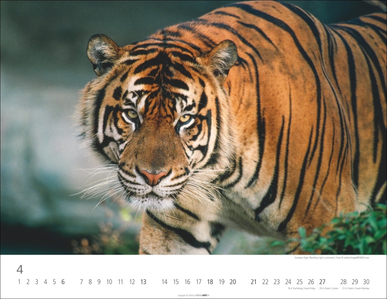 Bild: 9783839900413 | Tiger Kalender 2025 | Kalender | Spiralbindung | 14 S. | Deutsch