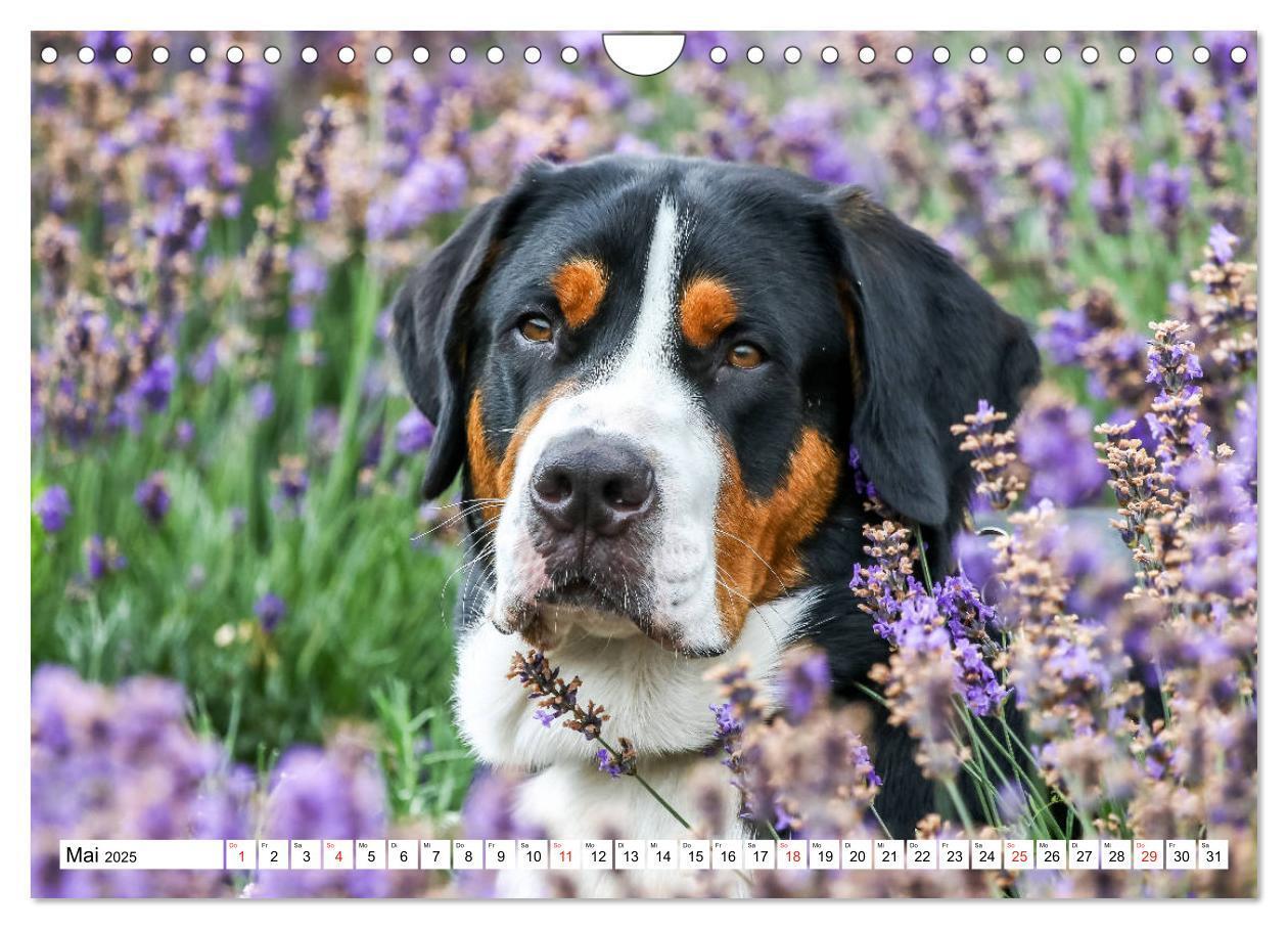 Bild: 9783435333349 | Großer Schweizer Sennenhund (Wandkalender 2025 DIN A4 quer),...