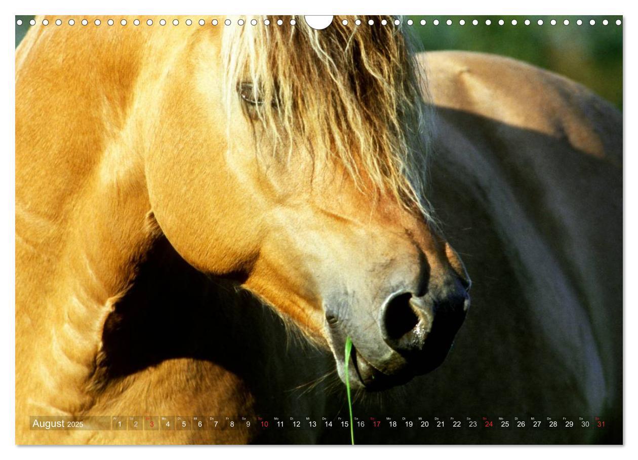 Bild: 9783435753994 | Fjordpferde - Norweger (Wandkalender 2025 DIN A3 quer), CALVENDO...