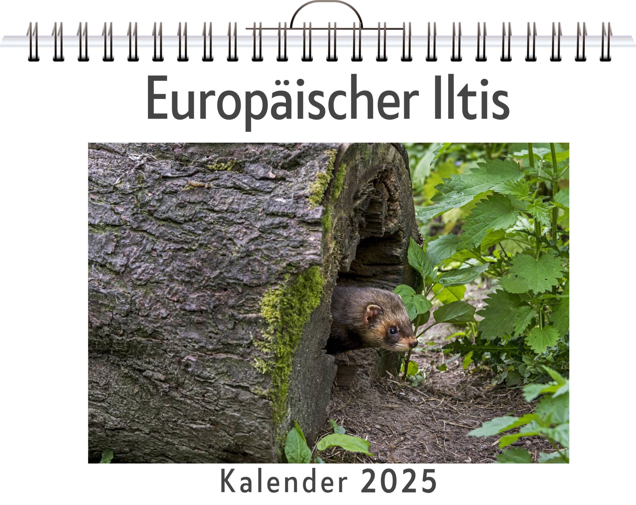 Cover: 9783759120595 | Europäischer Iltis | Emilia Hartmann | Kalender | Kalender | 14 S.