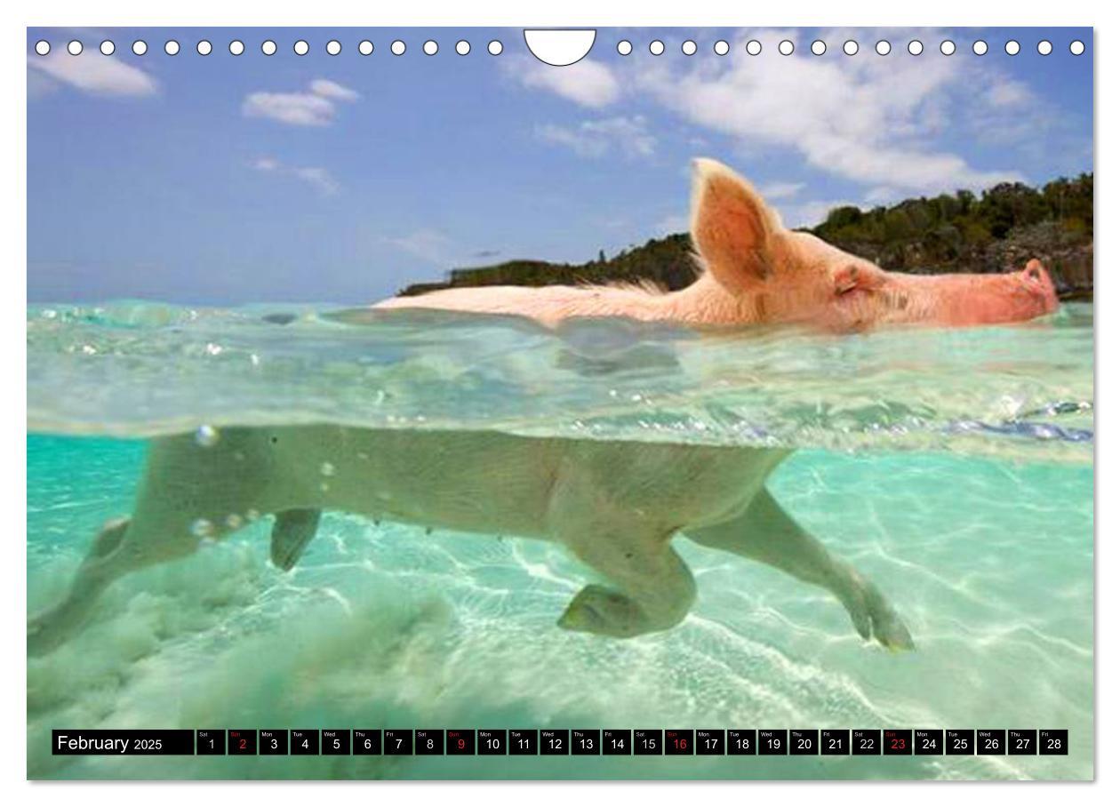 Bild: 9781325994007 | The Swimming Pigs of Bahamas (Wall Calendar 2025 DIN A4 landscape),...