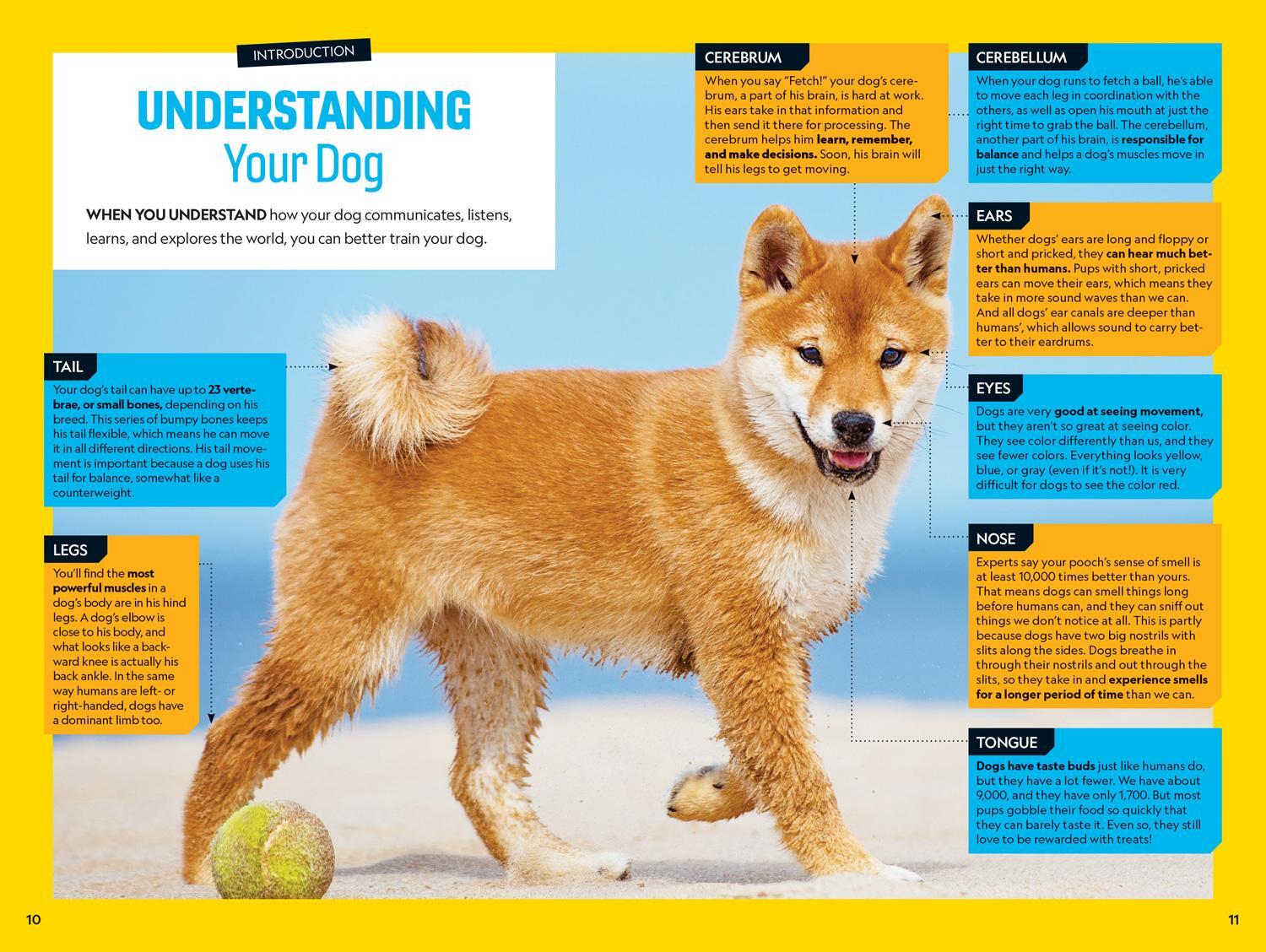 Bild: 9781426338489 | Fetch! a How to Speak Dog Training Guide | Aubre Andrus | Taschenbuch