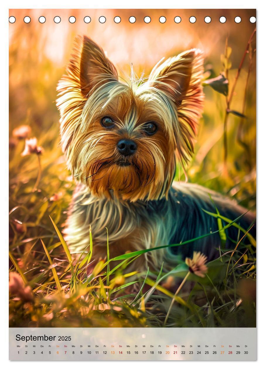 Bild: 9783383771743 | Yorkshire Terrier - ein Hund mit starkem Charakter (Tischkalender...