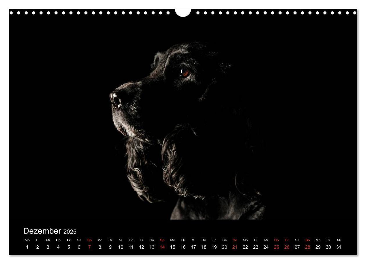 Bild: 9783435742219 | Dogs (Wandkalender 2025 DIN A3 quer), CALVENDO Monatskalender | Noack