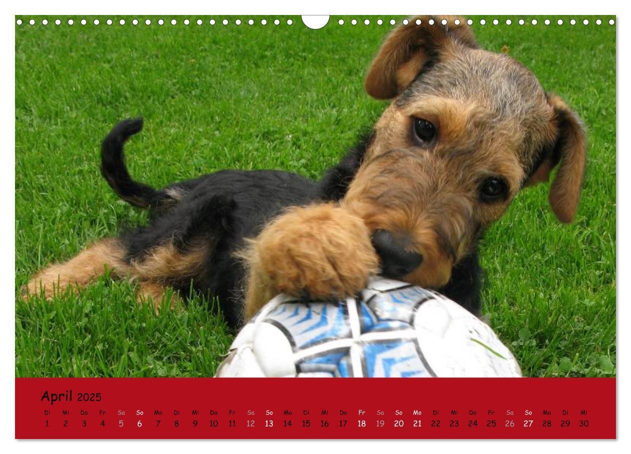 Bild: 9783435665488 | Airedale Terrier (Wandkalender 2025 DIN A3 quer), CALVENDO...