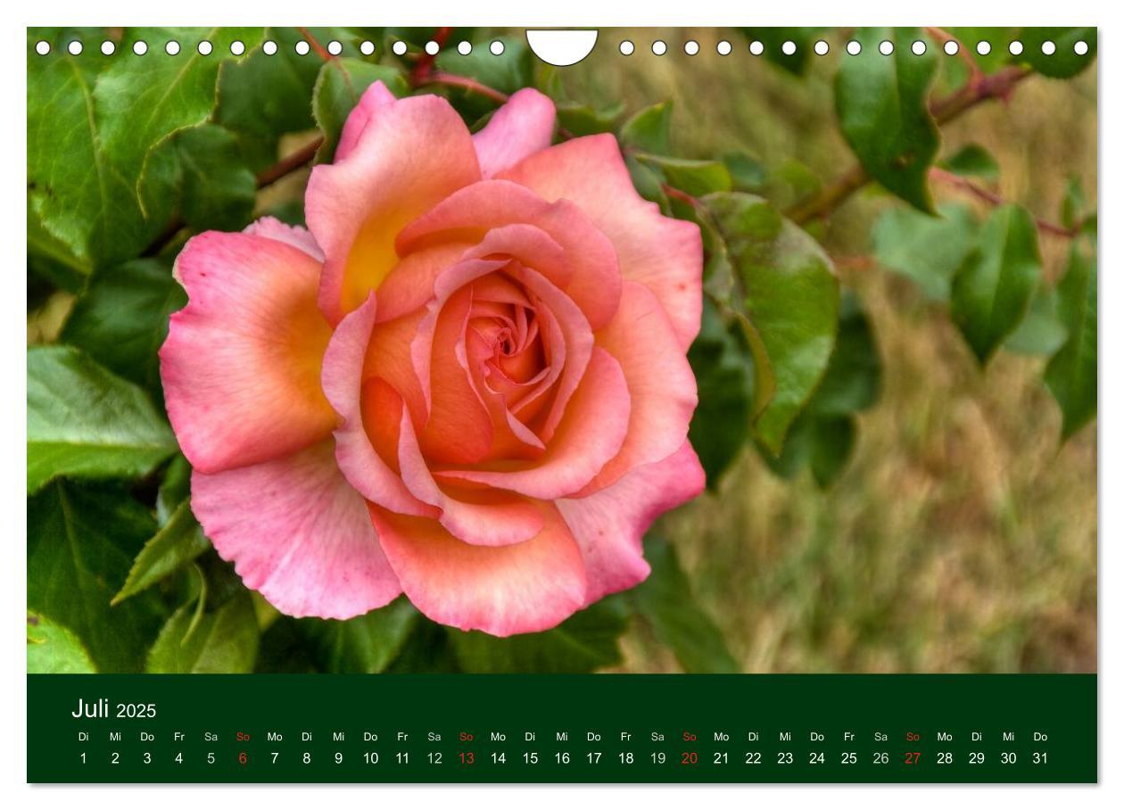 Bild: 9783435663613 | Blumen und Blüten (Wandkalender 2025 DIN A4 quer), CALVENDO...