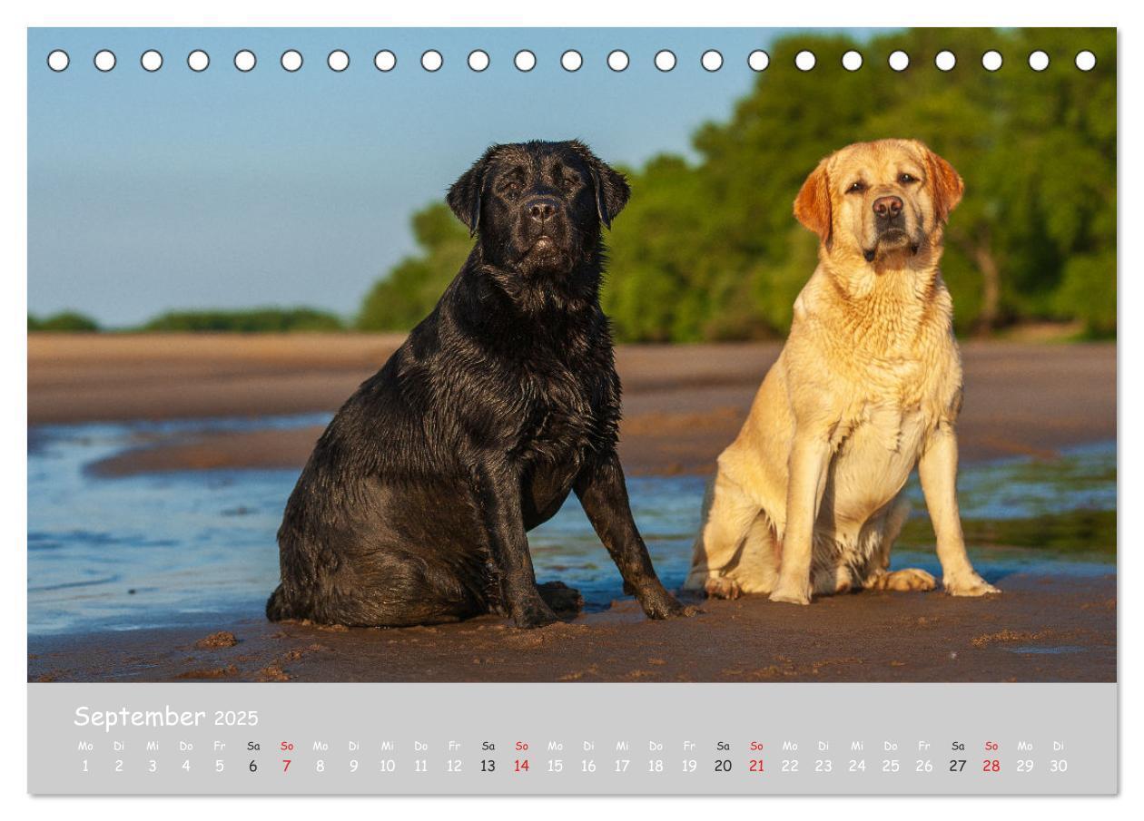 Bild: 9783435531158 | Liebenswerter Labrador 2025 (Tischkalender 2025 DIN A5 quer),...