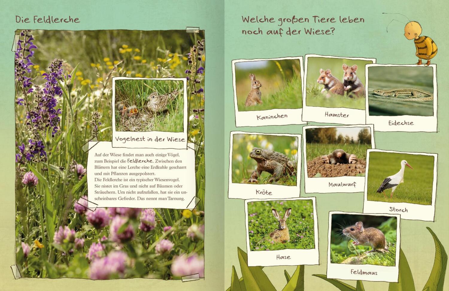 Bild: 9783845830131 | Die kleine Hummel Bommel entdeckt die Wiese | Das Natur-Sachbilderbuch