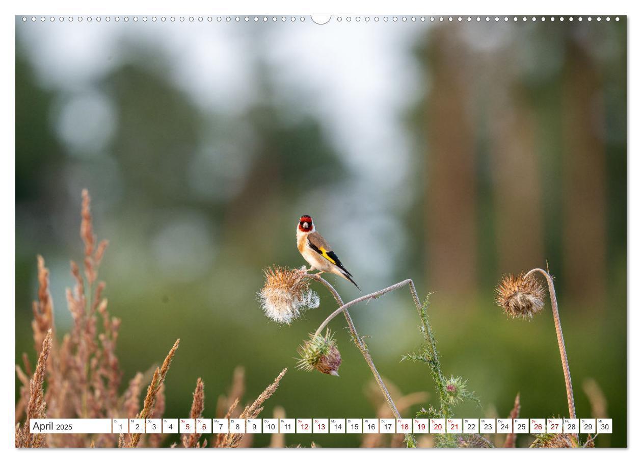 Bild: 9783457209790 | Wildvögel 2025 (Wandkalender 2025 DIN A2 quer), CALVENDO...