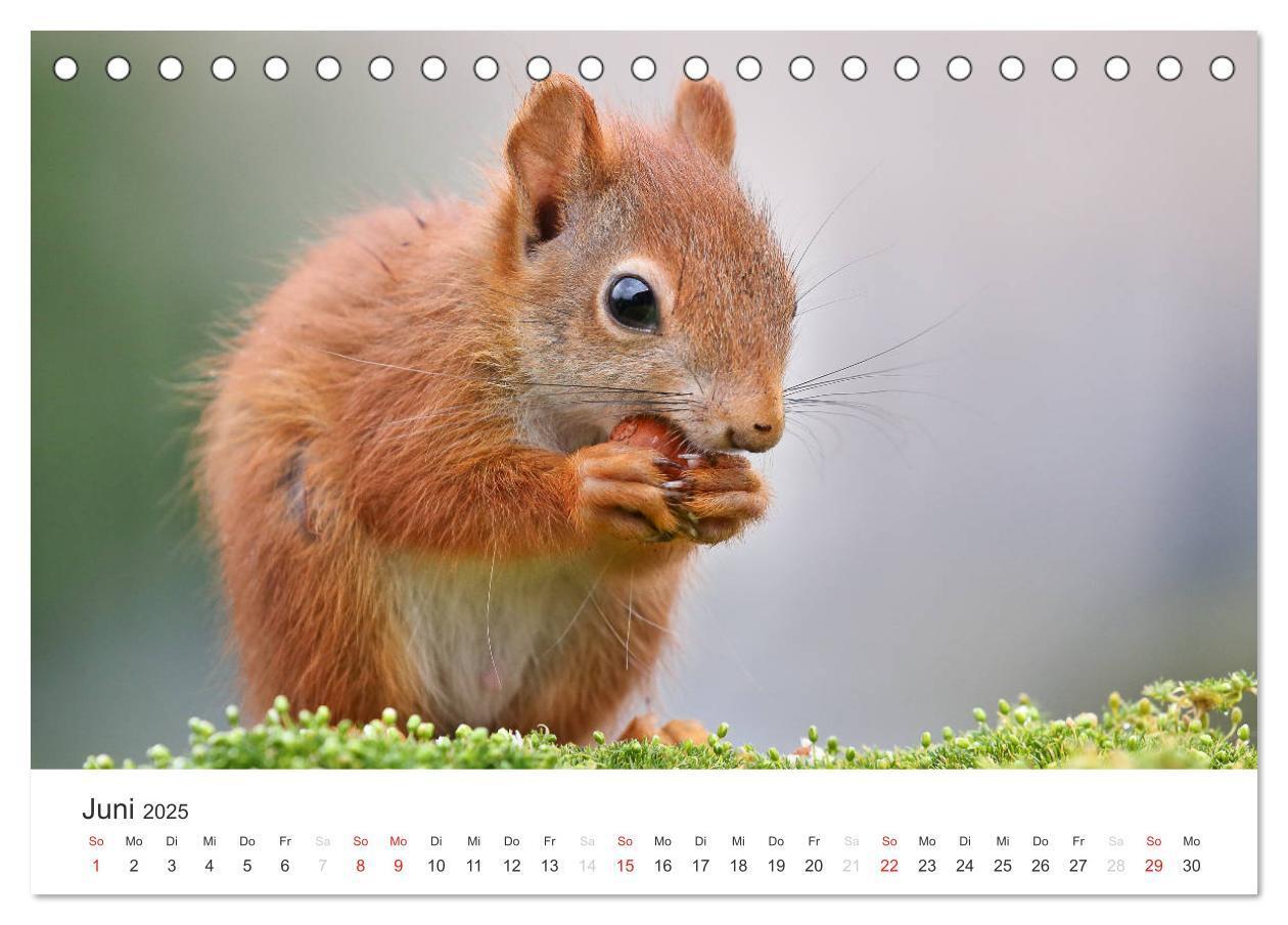 Bild: 9783435545780 | Eichhörnchen Kinder (Tischkalender 2025 DIN A5 quer), CALVENDO...