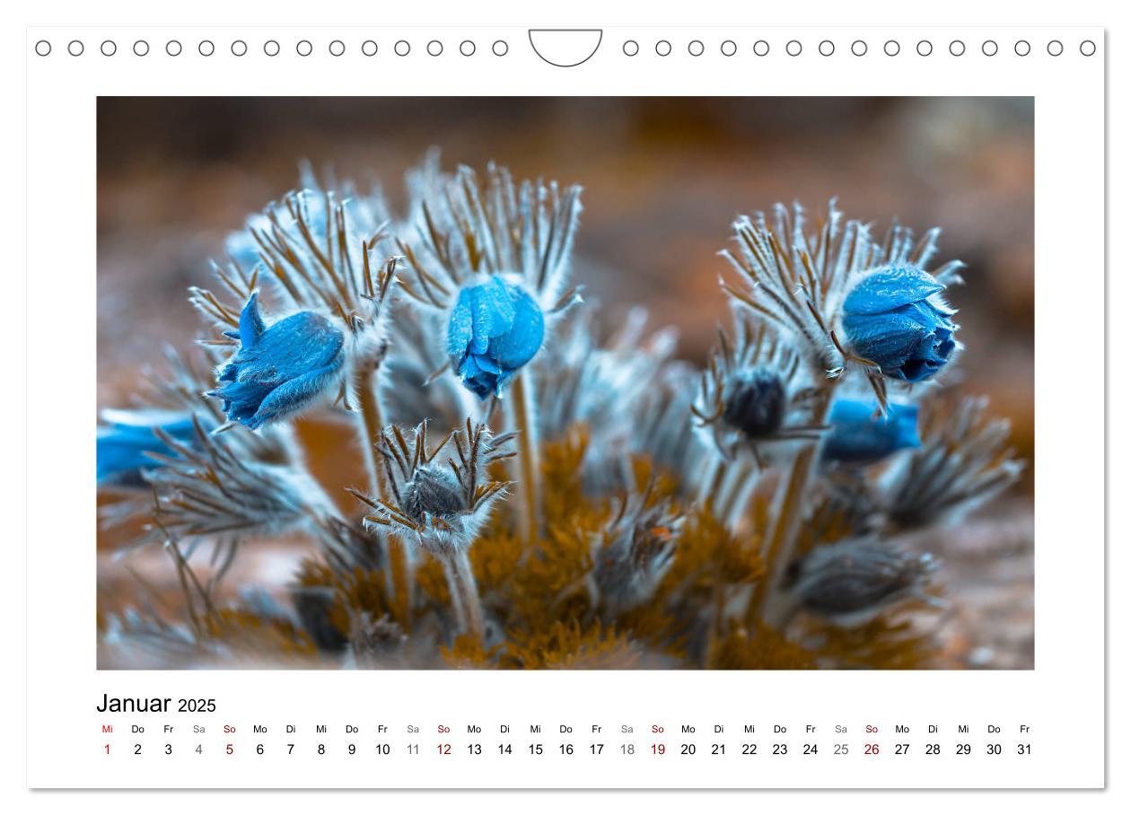 Bild: 9783435301355 | Blauer Blütentraum (Wandkalender 2025 DIN A4 quer), CALVENDO...