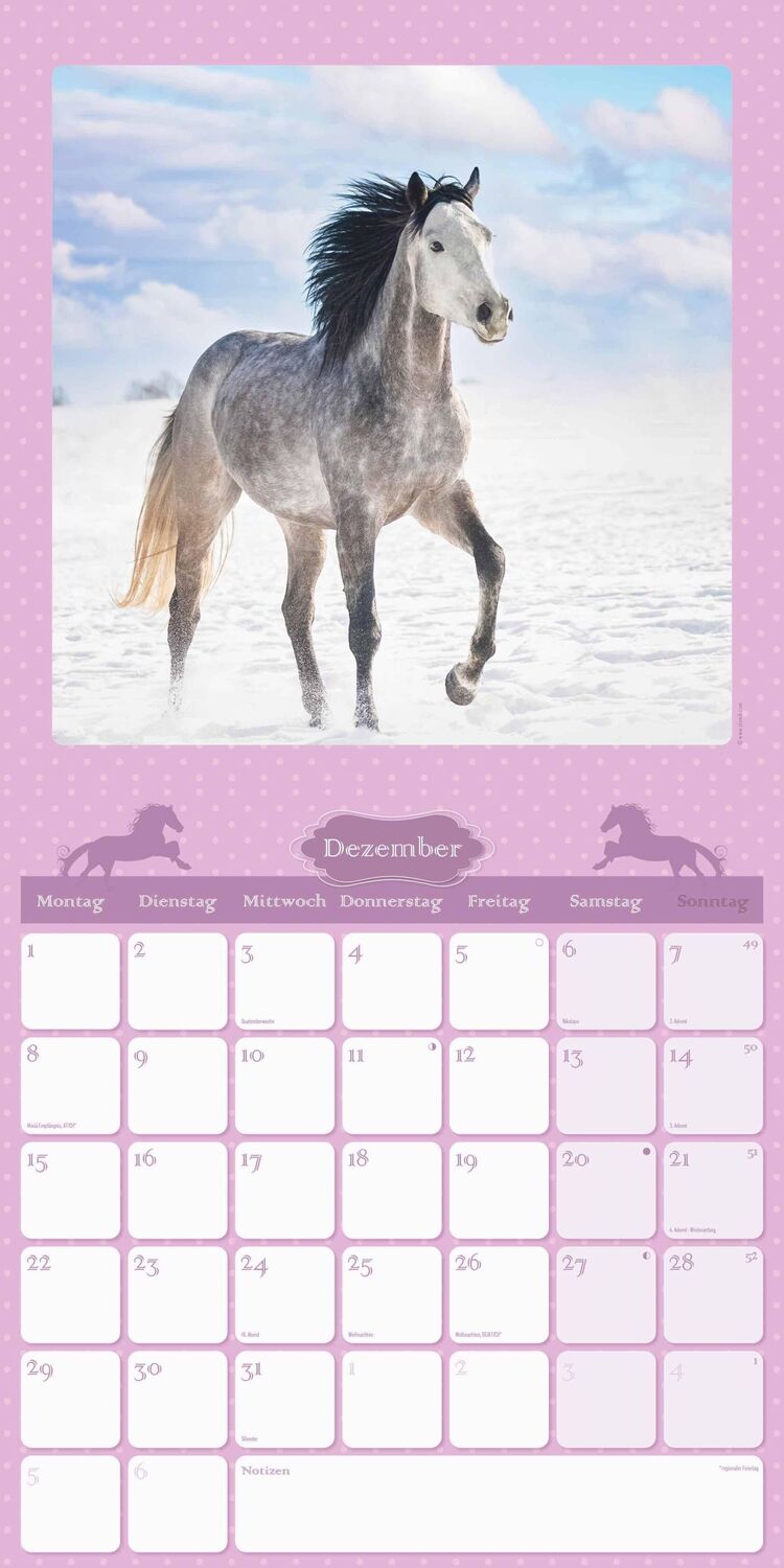 Bild: 4251732340834 | Mein Pferdekalender 2025 - Broschürenkalender 30x30 cm (30x60...