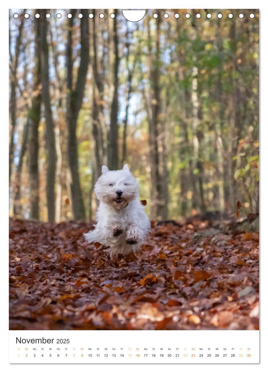 Bild: 9783383796715 | Der Westie - Portrait eines West Highland White Terriers...