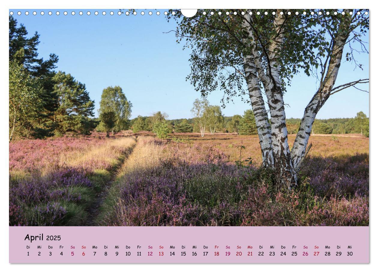 Bild: 9783435030224 | Lüneburger Heide Wege (Wandkalender 2025 DIN A3 quer), CALVENDO...