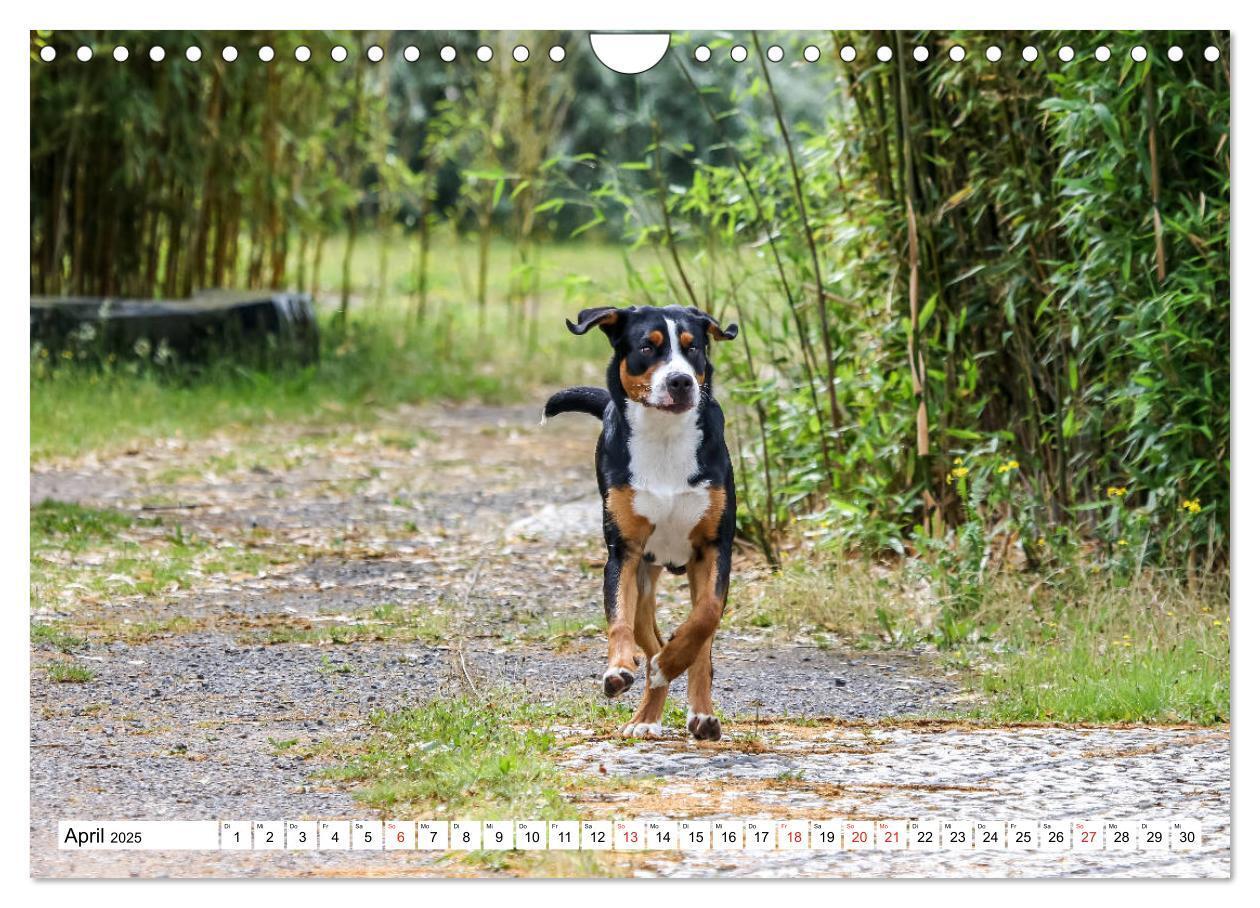 Bild: 9783435333349 | Großer Schweizer Sennenhund (Wandkalender 2025 DIN A4 quer),...