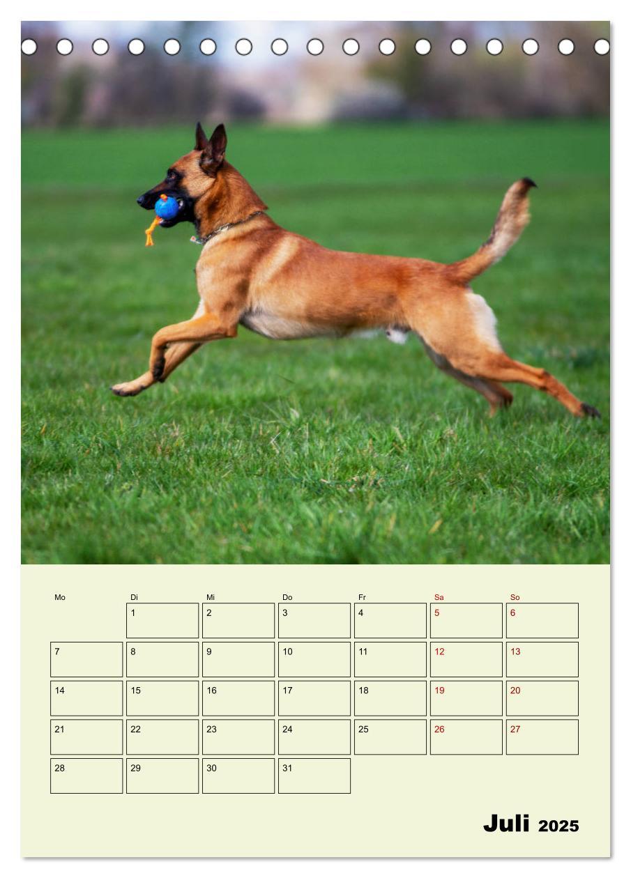 Bild: 9783435946143 | Malinois verlässliche Begleiter (Tischkalender 2025 DIN A5 hoch),...