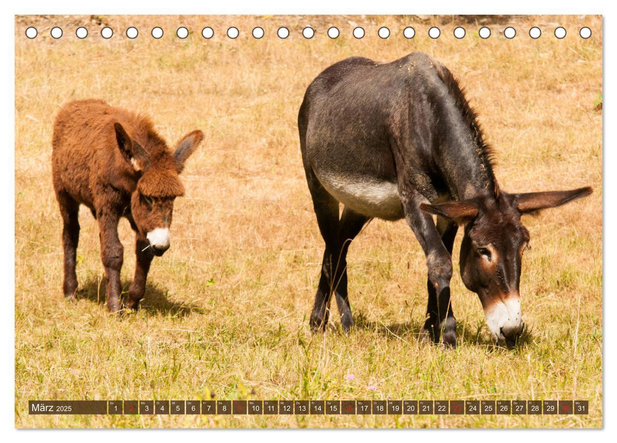 Bild: 9783435268870 | Liebenswerte Langohren - Die Schönheit der Esel (Tischkalender 2025...