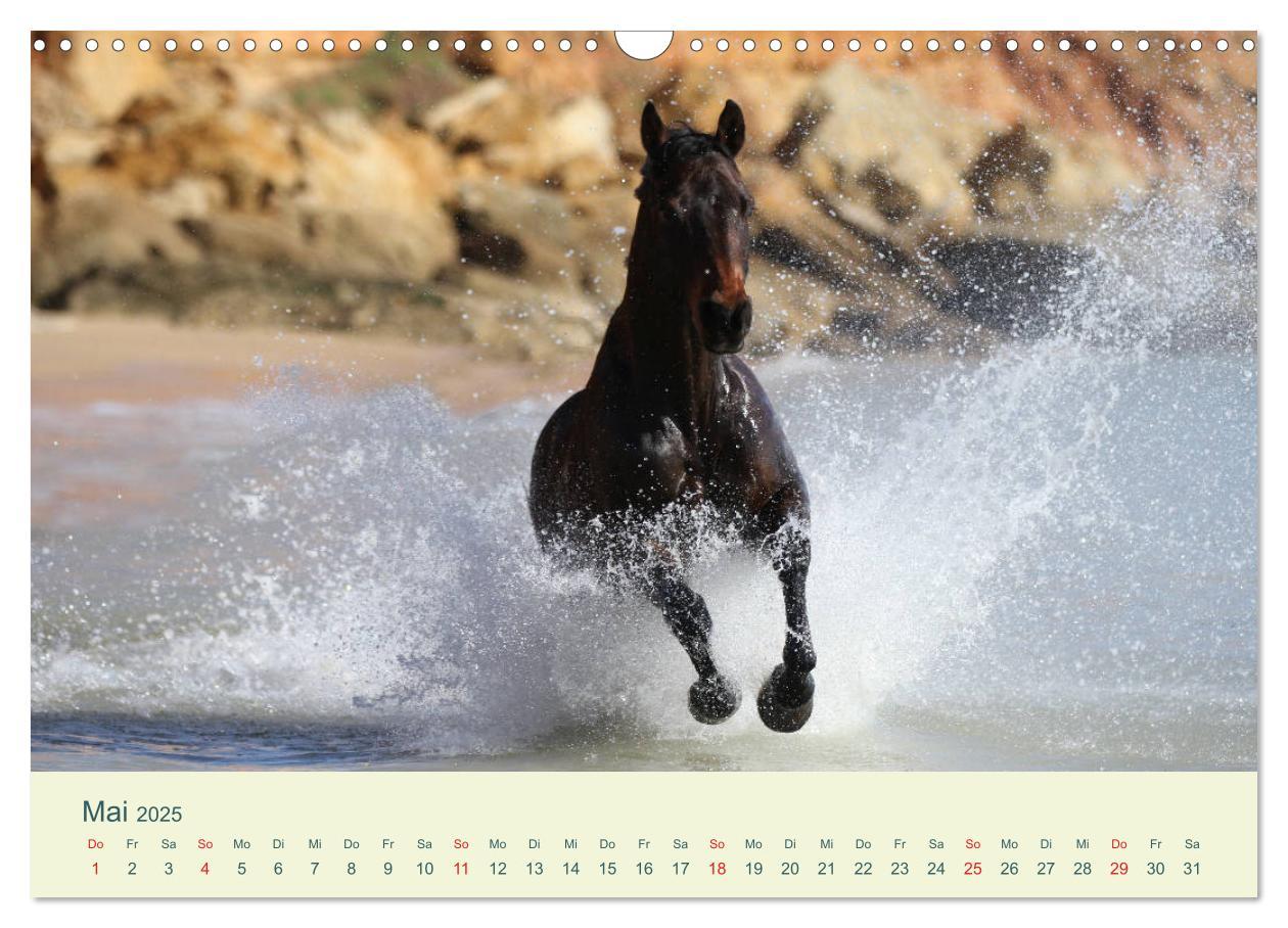 Bild: 9783435215614 | PFERDE &amp; MEER (Wandkalender 2025 DIN A3 quer), CALVENDO Monatskalender