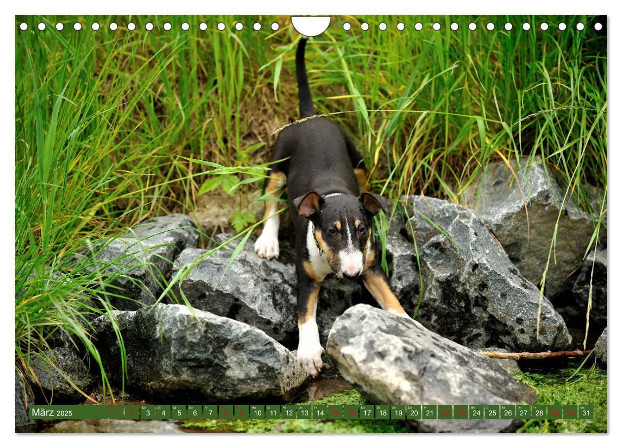 Bild: 9783435405763 | Bullterrier, Powerpakete auf 4 Pfoten (Wandkalender 2025 DIN A4...