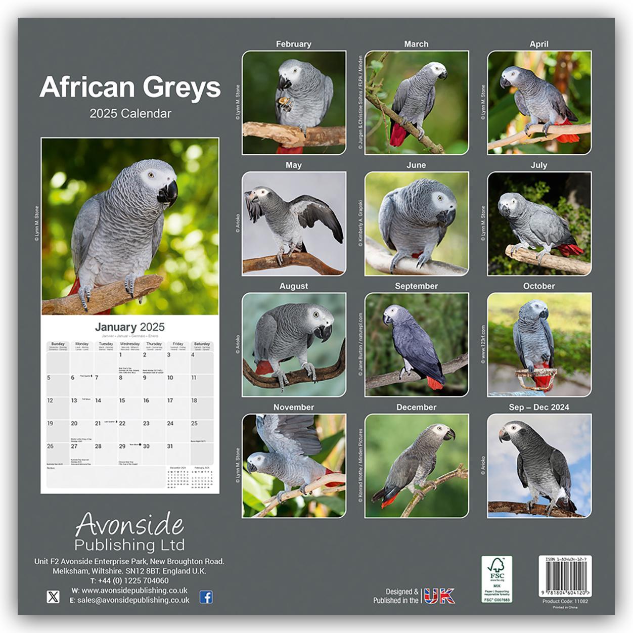 Rückseite: 9781804604120 | African Greys - Graupapageien 2025 - 16-Monatskalender | Ltd | 13 S.