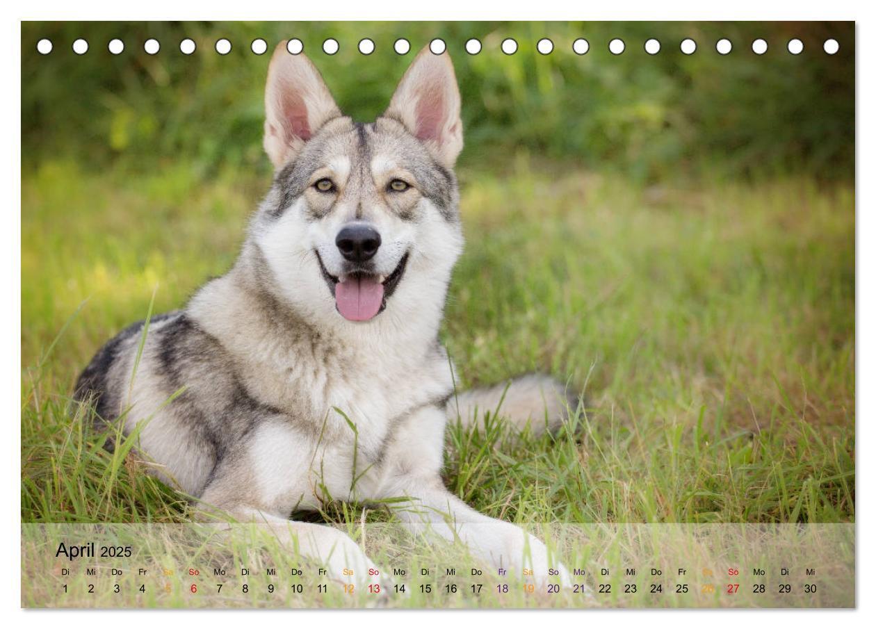 Bild: 9783435410262 | Wolfshunde 2025 (Tischkalender 2025 DIN A5 quer), CALVENDO...