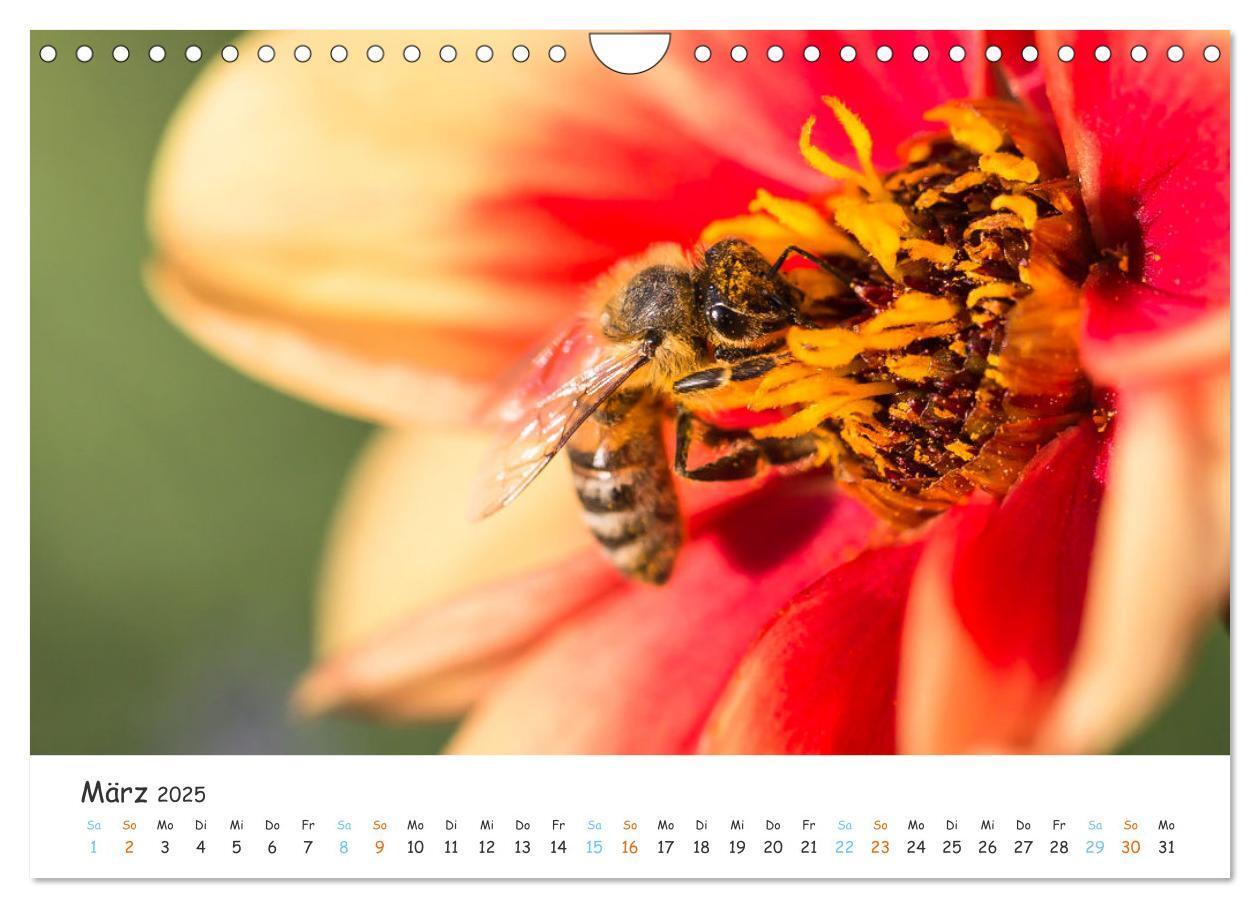 Bild: 9783435052127 | Bee Beautiful - Die phantastische Welt der Bienen (Wandkalender...