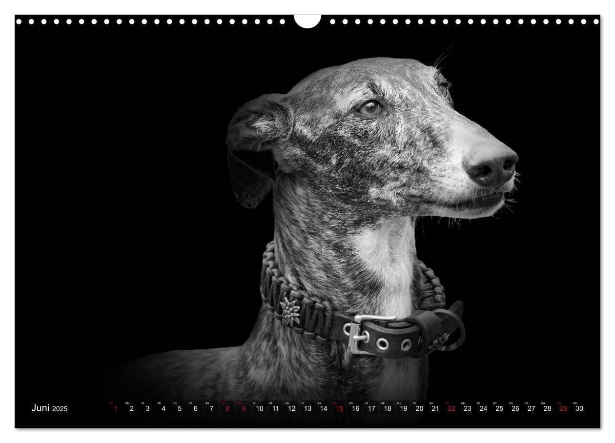 Bild: 9783383824050 | Galgo Español - der spanische Windhund 2025 (Wandkalender 2025 DIN...