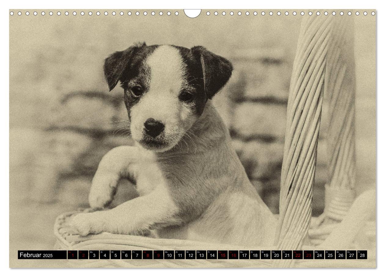 Bild: 9783435400539 | Parson Jack Russel Welpen (Wandkalender 2025 DIN A3 quer), CALVENDO...