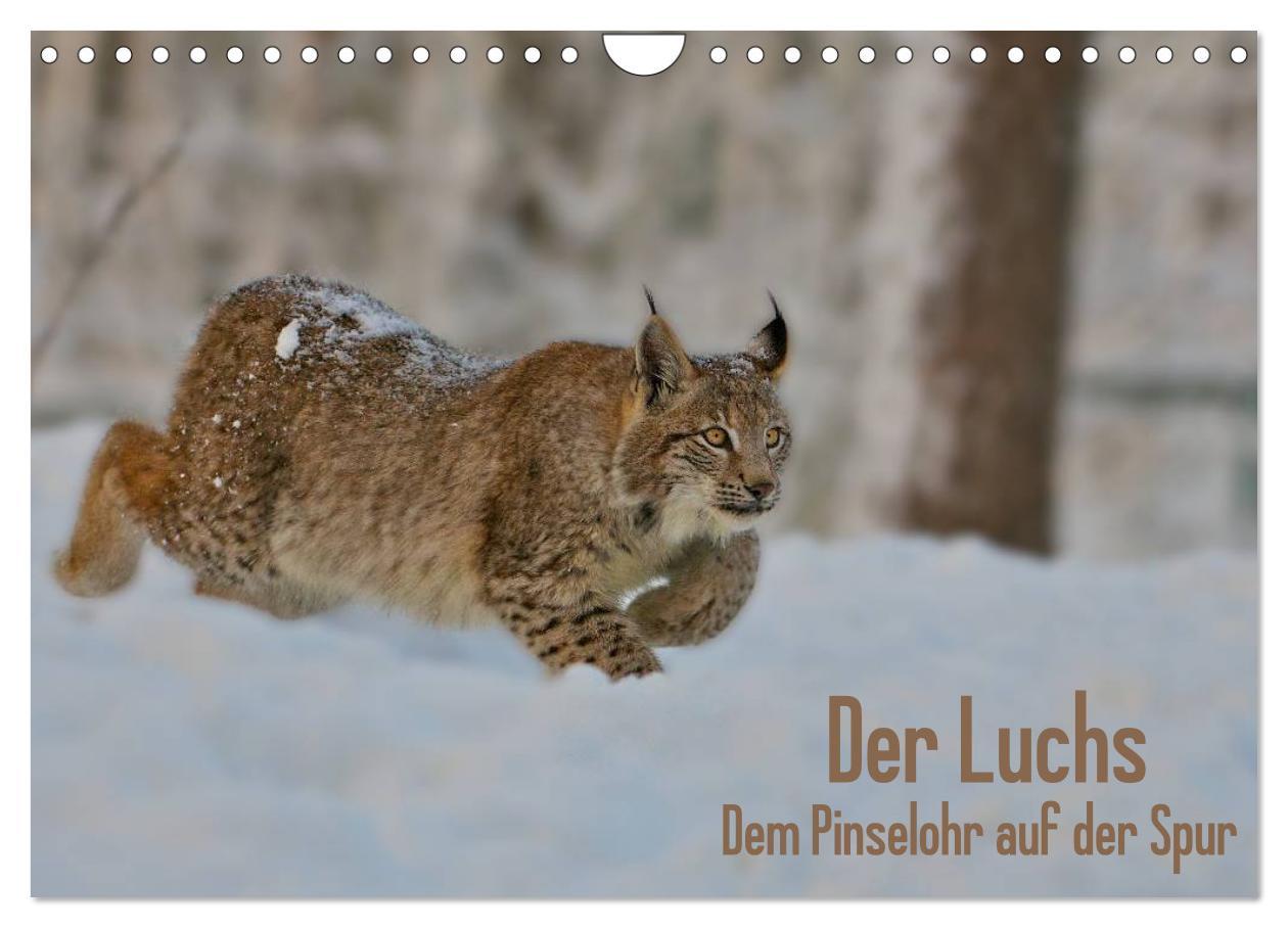 Cover: 9783435690213 | Der Luchs - Dem Pinselohr auf der Spur (Wandkalender 2025 DIN A4...