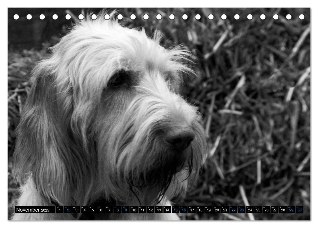 Bild: 9783435628575 | Carissimo Spinone Italiano (Tischkalender 2025 DIN A5 quer),...