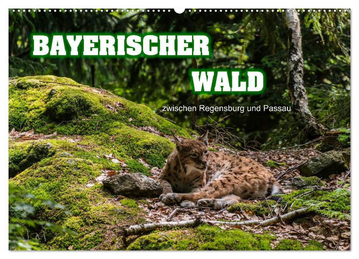 Cover: 9783435722532 | Bayerischer Wald (Wandkalender 2025 DIN A2 quer), CALVENDO...