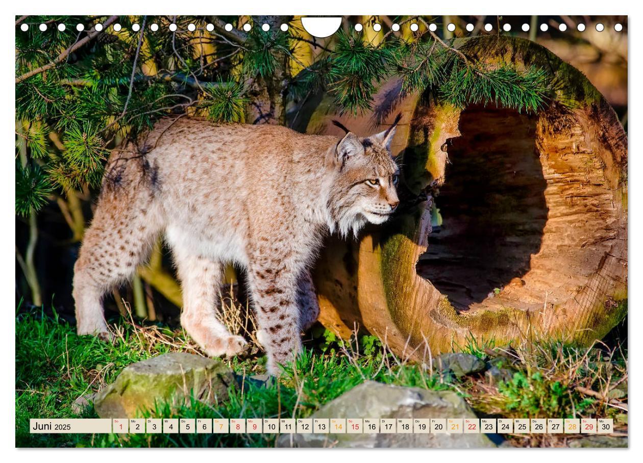 Bild: 9783435118601 | Raubkatze Luchs (Wandkalender 2025 DIN A4 quer), CALVENDO...